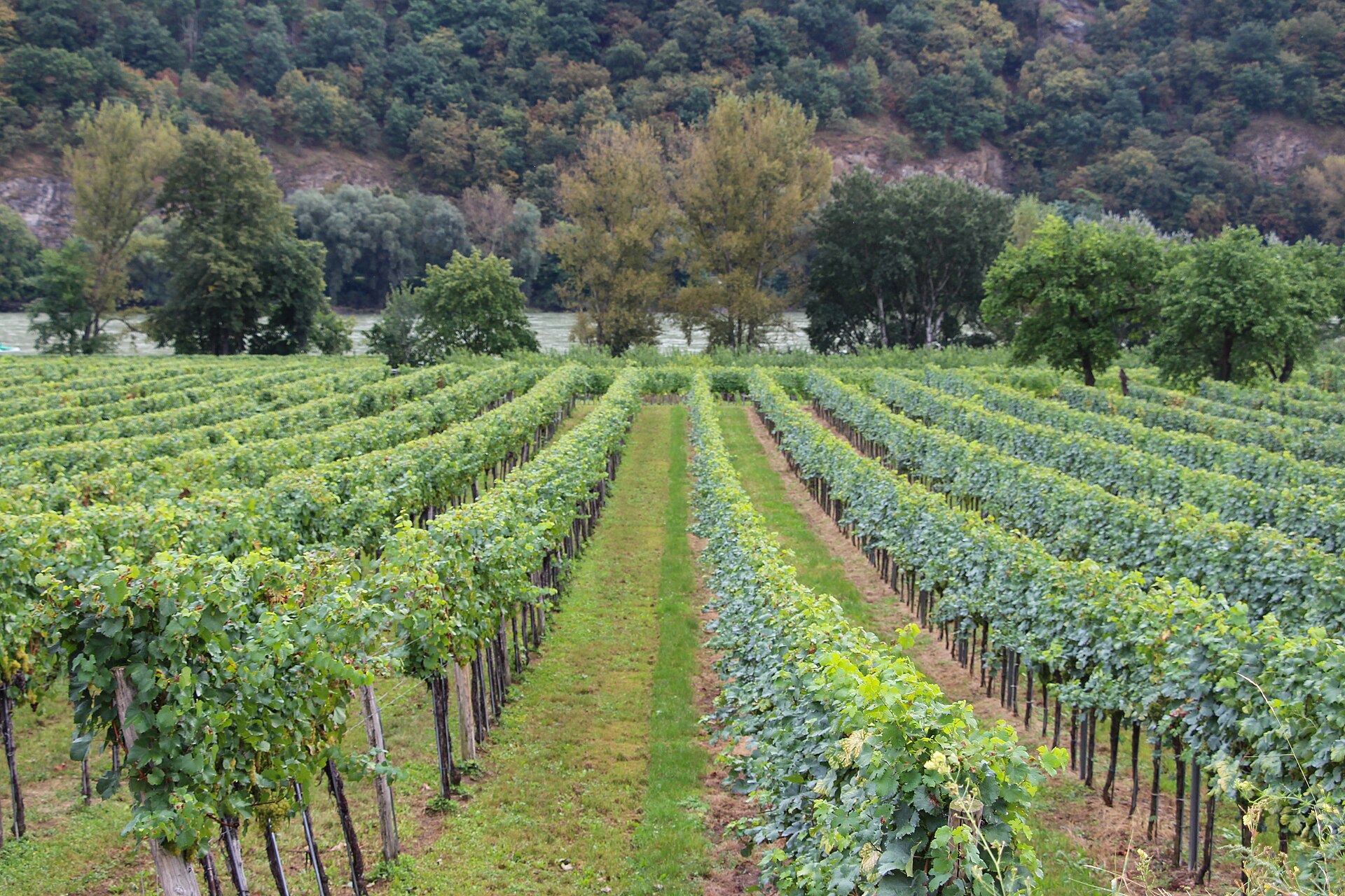 Terraced vineyards in Austria's Wachau wine region
