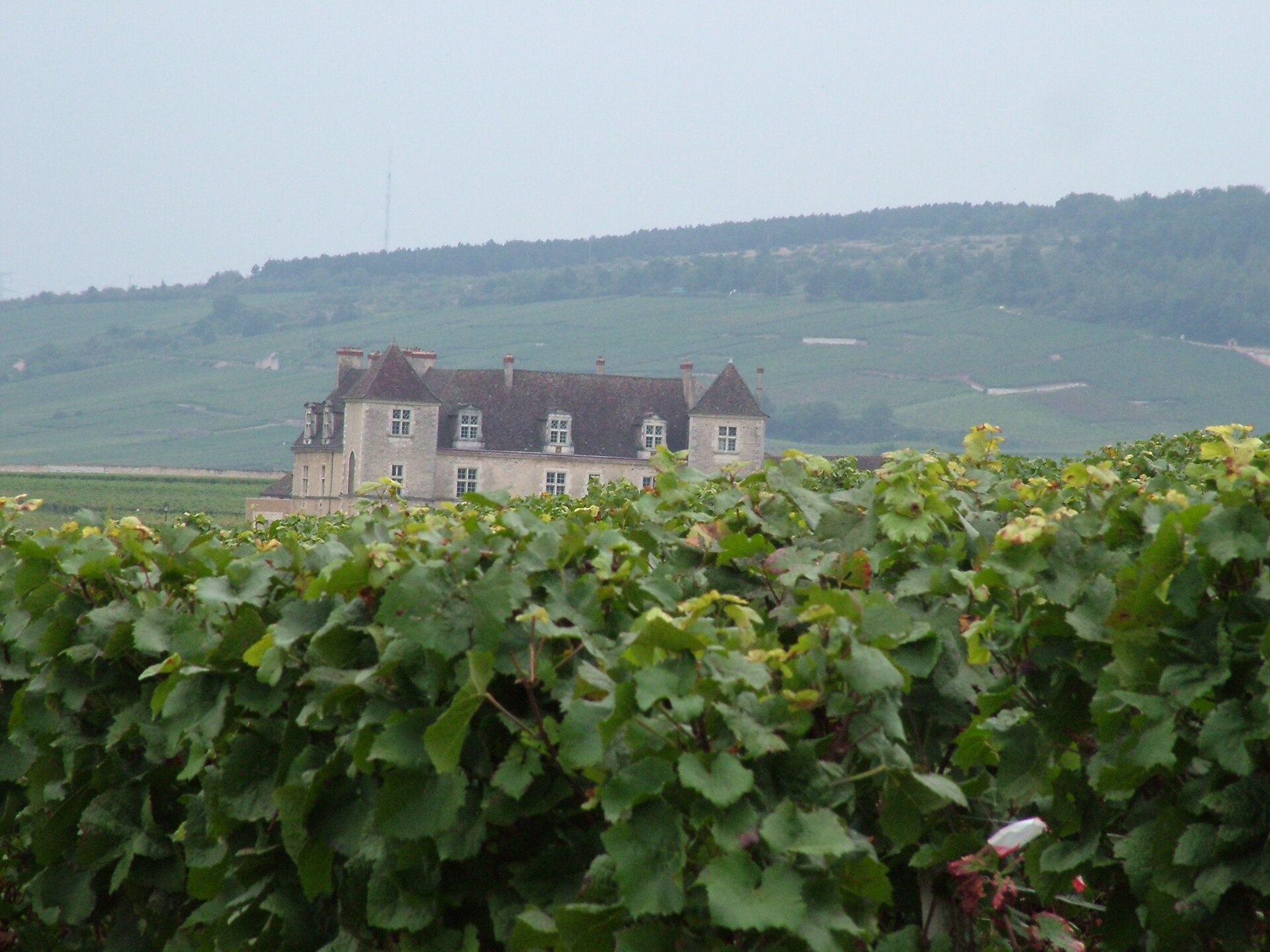 Wine estate and vineyards in Burgundy, France