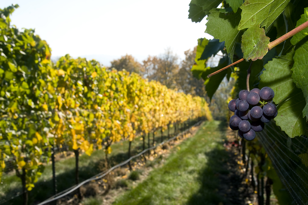 Vineyards west of Salem, Oregon