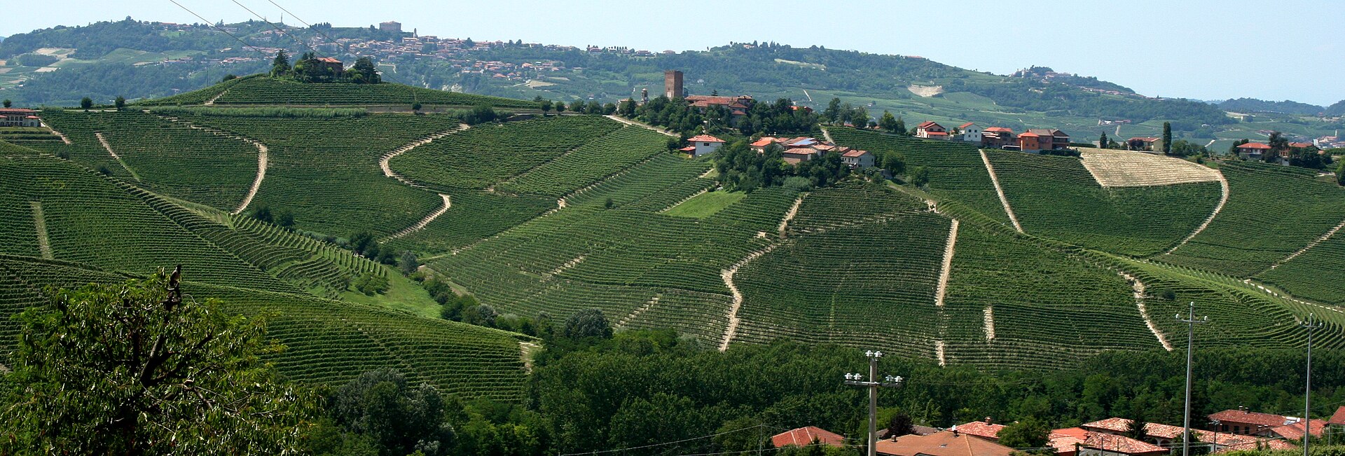 Vineyard landscape in Piemonte, Italy
