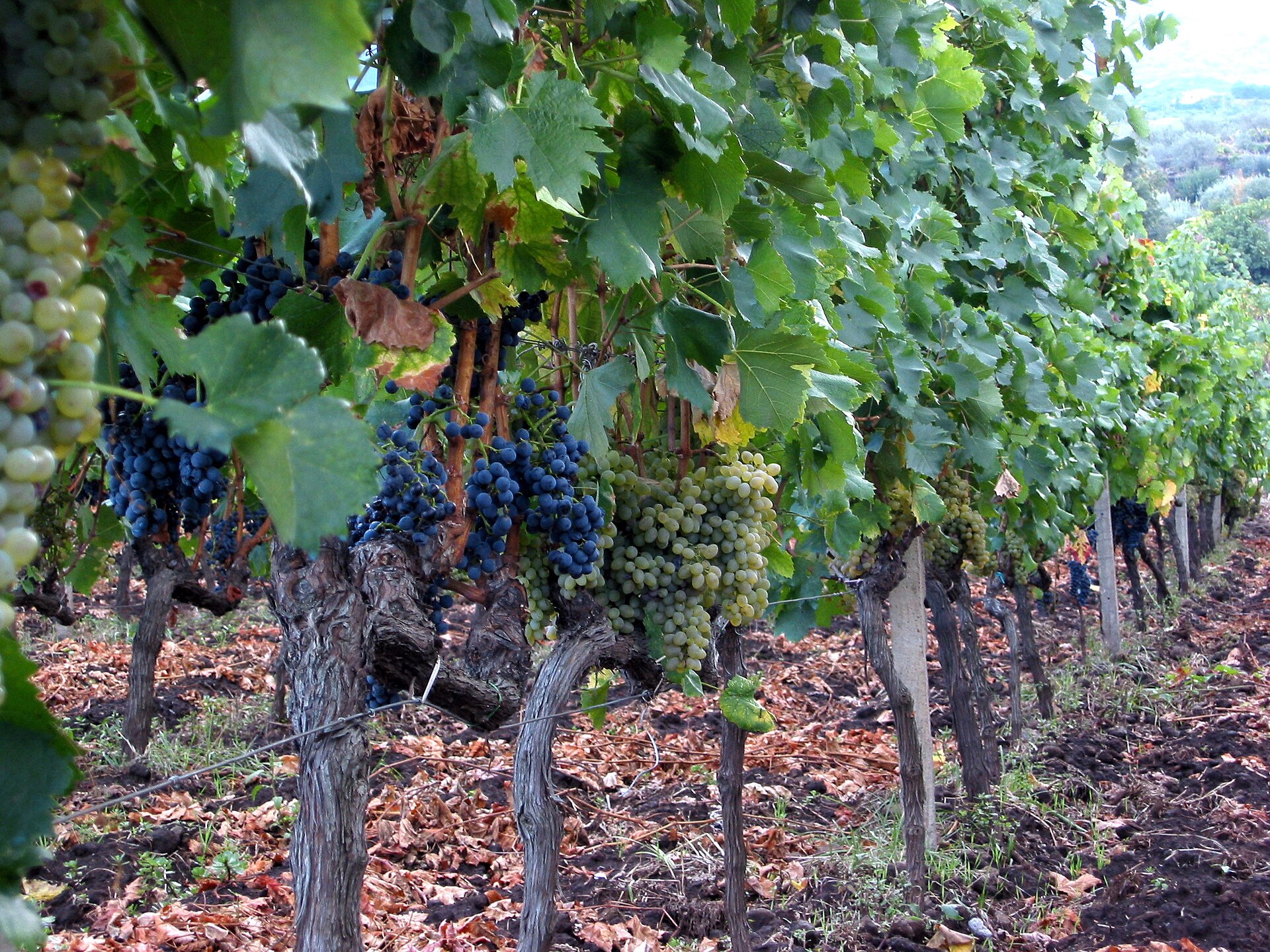 Etna wine country near Passopisciaro in Sicily